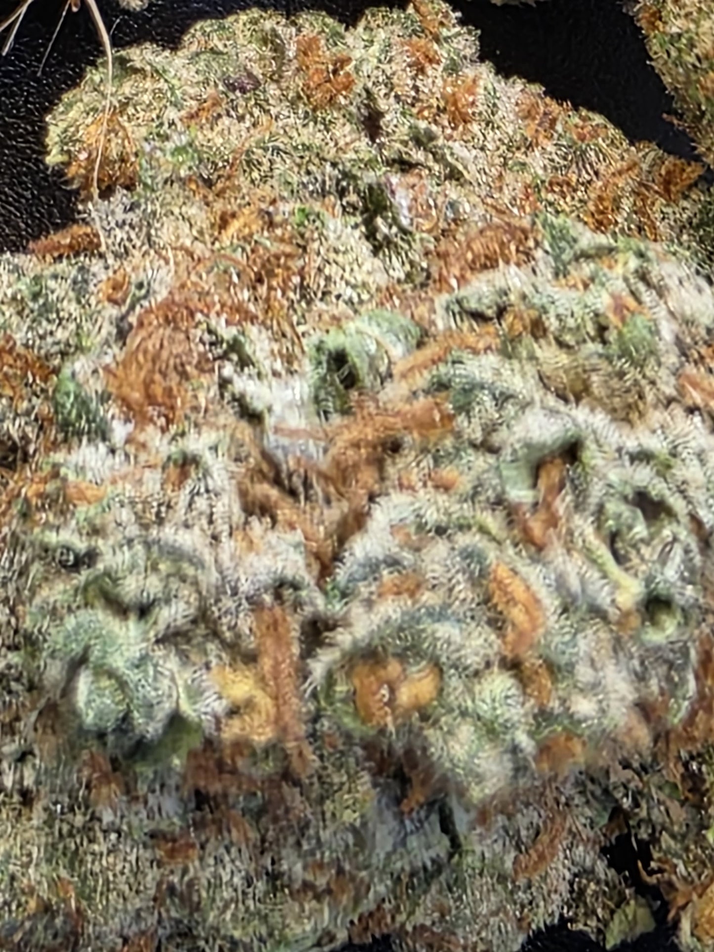 Tropicana Poison 10/17