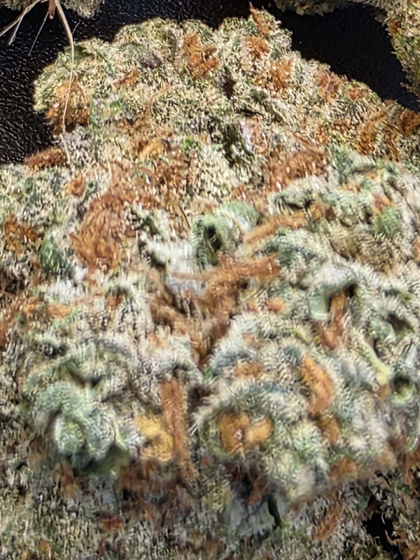Tropicana Poison 10/17