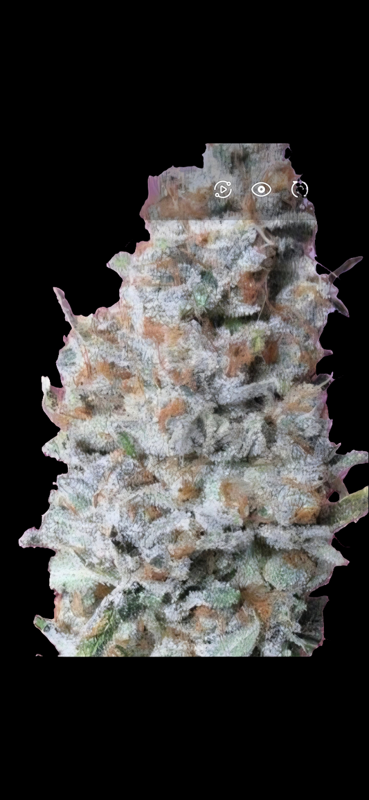 Save The Strain (STS)10/17