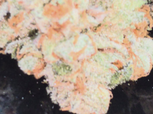 Tropicana Poison RDWC large